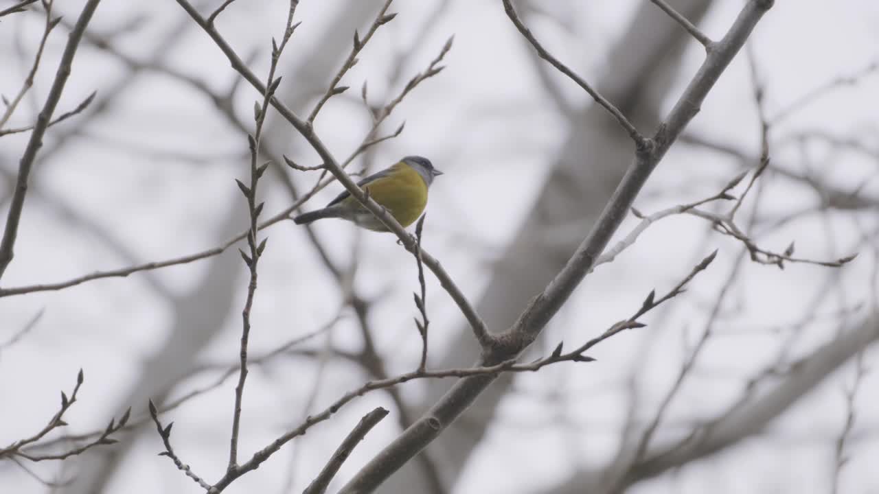 巴塔哥尼亚Sierra-finch。暴风雨中受惊的鸟。苍蝇了。Phrygilus patagonicus视频素材