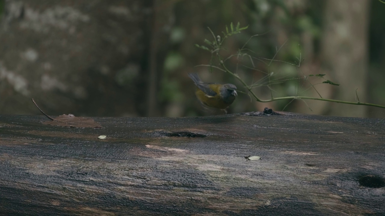 巴塔哥尼亚Sierra-finch。落在树干上的鸟，吃了又飞。Phrygilus patagonicus视频素材