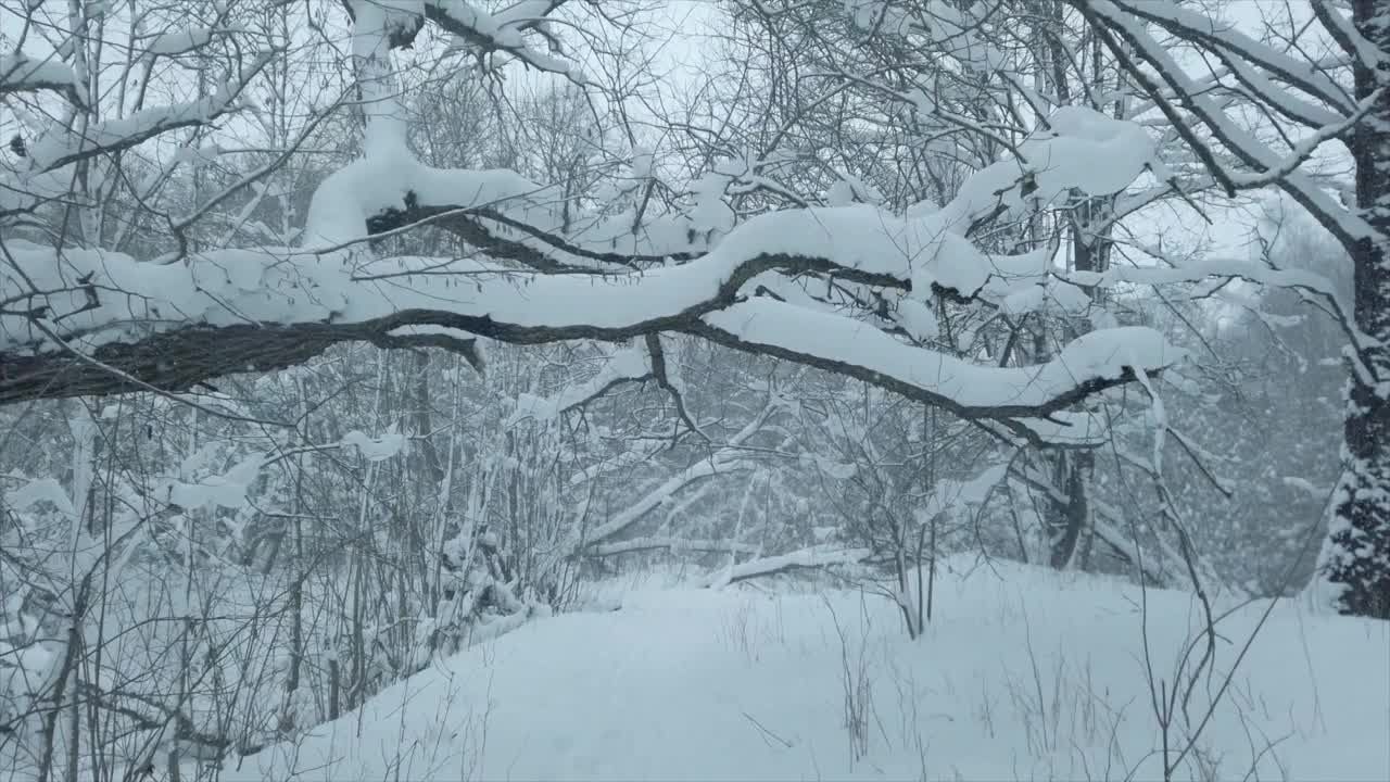 走在美丽的冬日森林里，洁白的雪花飘落。视频素材