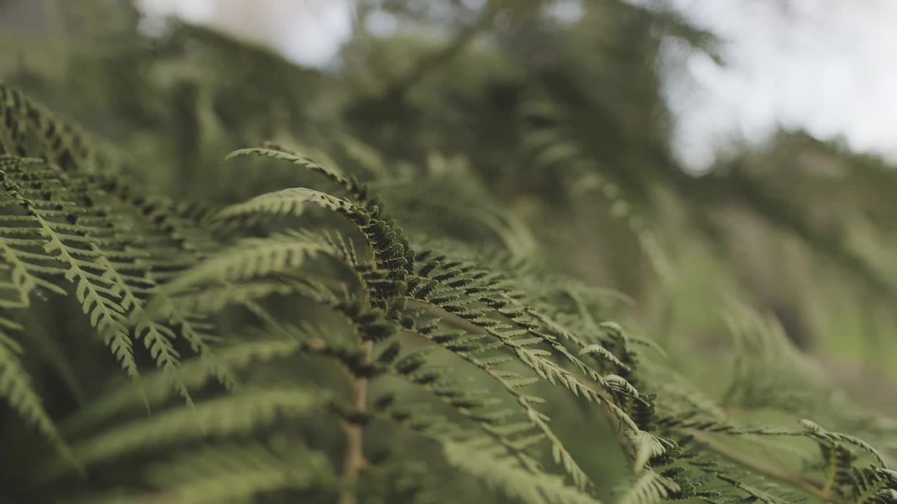 绿色蕨类植物的近景与软相机移动和天空的背景。视频素材