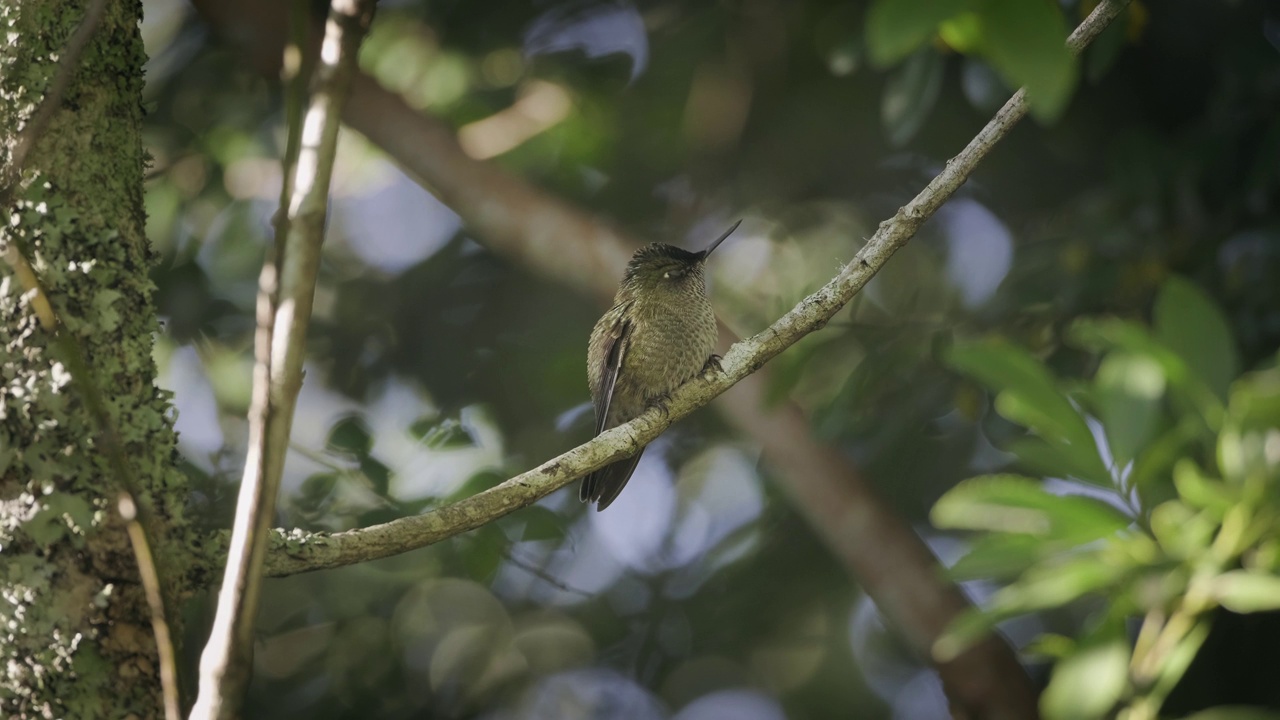 Green-backed Firecrown。栖息在树枝上的蜂鸟飞向背景。视频下载