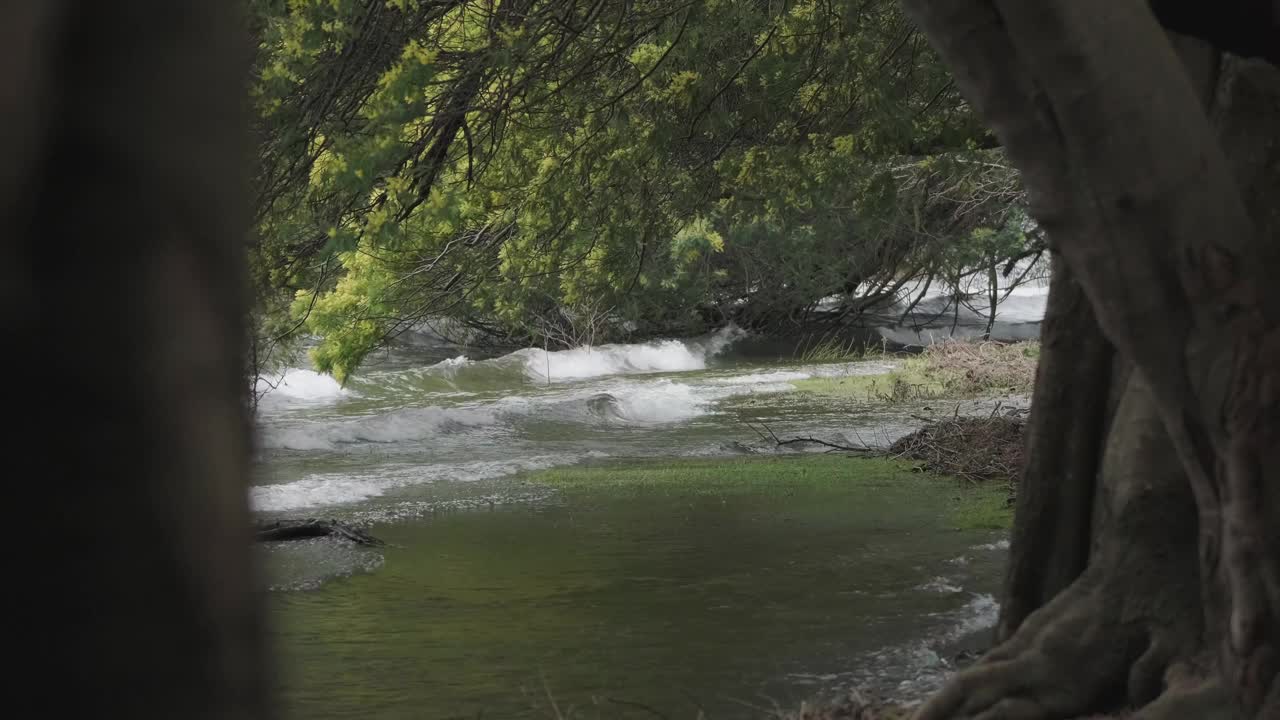 智利南部，波涛汹涌的湖水冲击着两棵开着黄花的树之间的海岸。视频素材