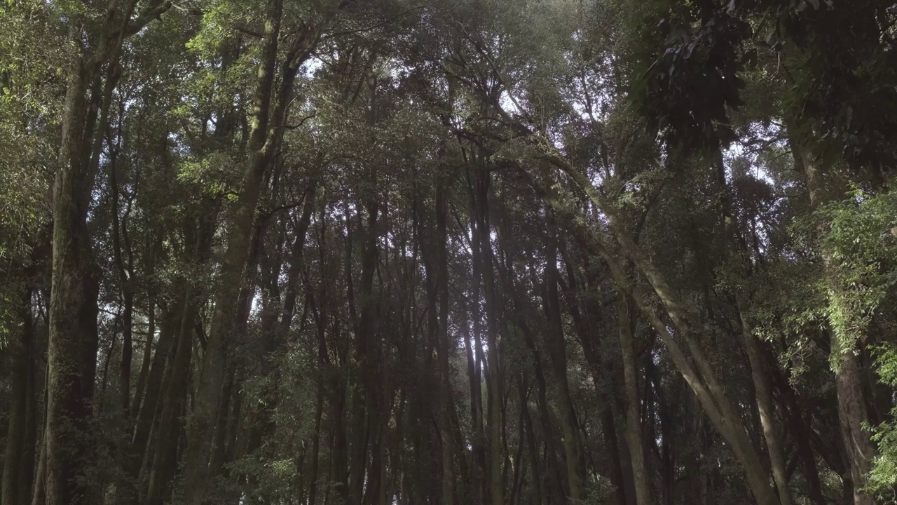 在智利南部的热带雨林中，一组大树的软滑动运动视图。视频素材