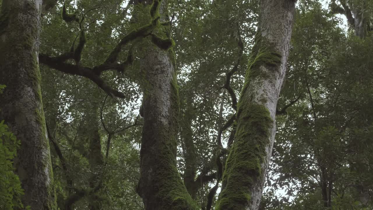 一棵大树的广角视角，树干上长满了苔藓，柔和的雨落在森林里。倾斜下来。视频素材