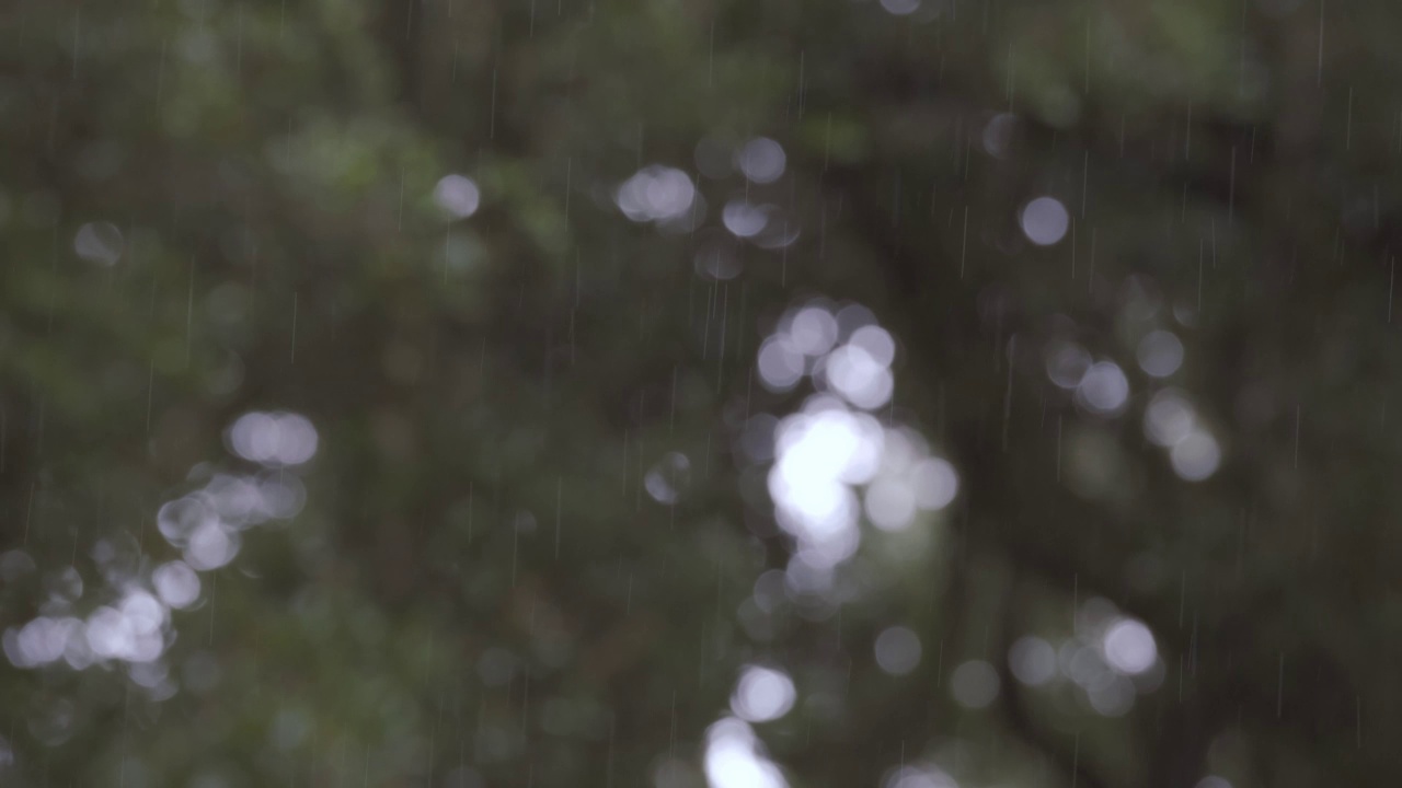 在模糊的森林背景下，雨滴落下的特写。静态的镜头。视频素材