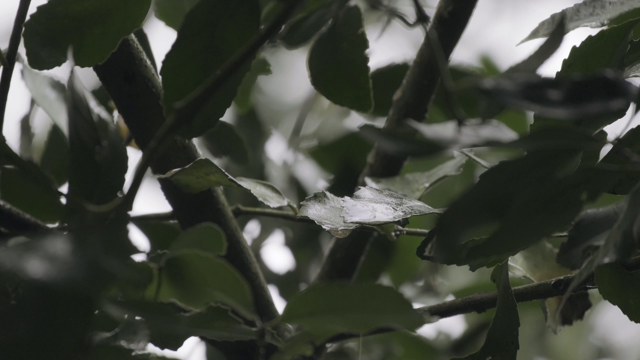 一滴水滴从叶子上落在树枝上，叶子被雨水打湿了。关闭了。视频素材