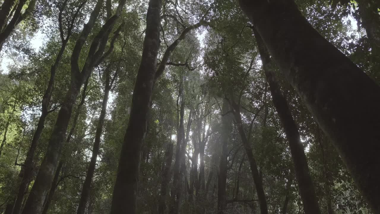 低角度拍摄智利雨林与阳光。摄像机移动缓慢视频下载