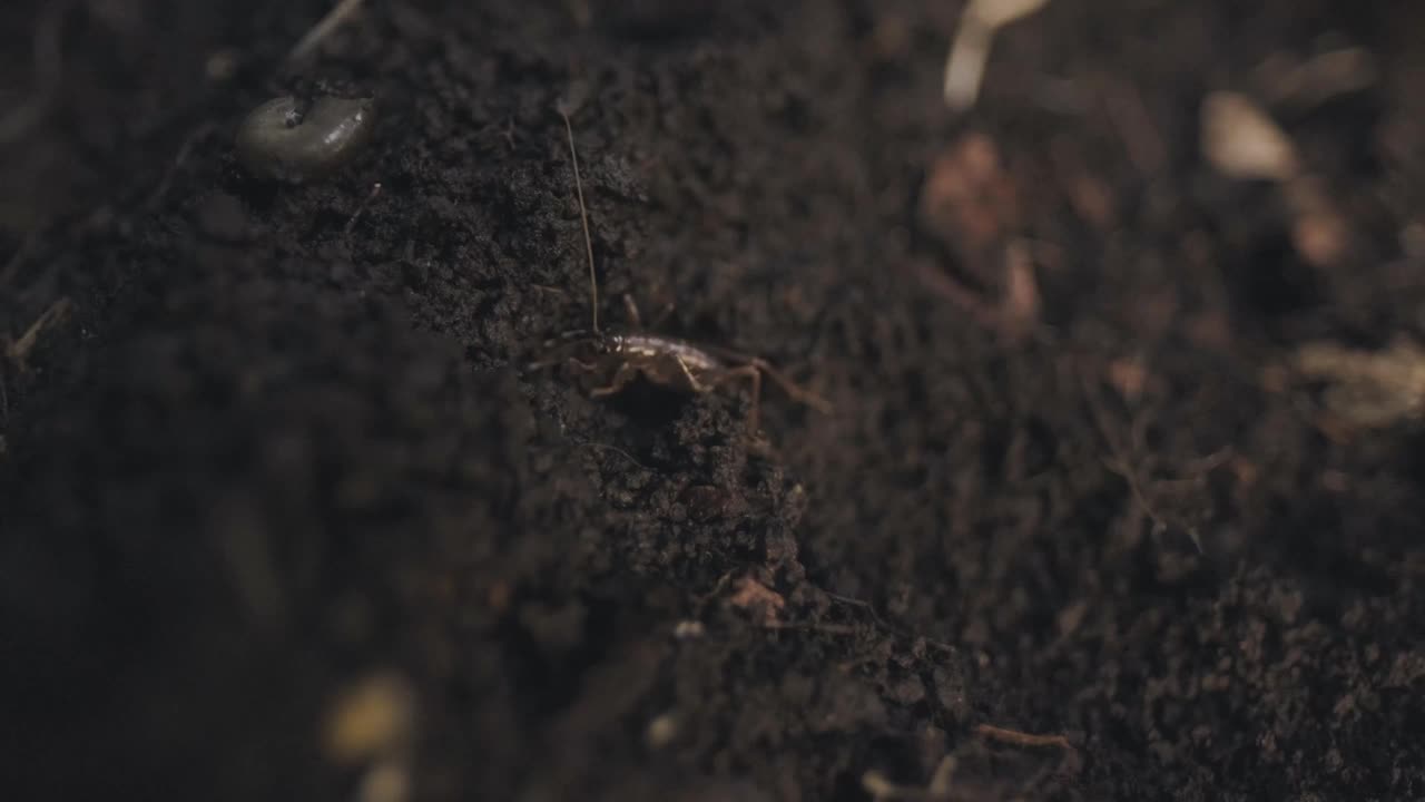 一只长着大触须的蟋蟀在潮湿的地面上走过一只幼虫。视频下载