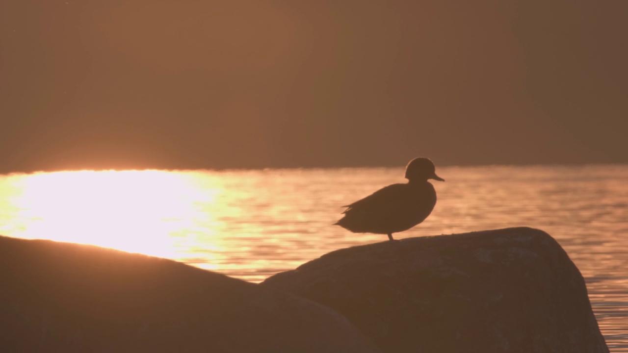 一只鸭子在岩石上的剪影，橙色的夕阳映在湖面上。静态的镜头。视频素材