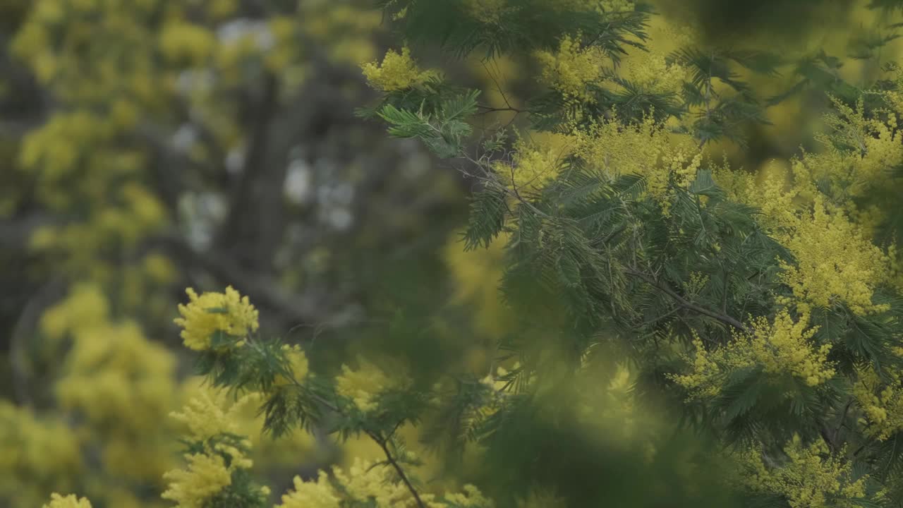 绿叶黄花随风摇曳的树枝。视频素材