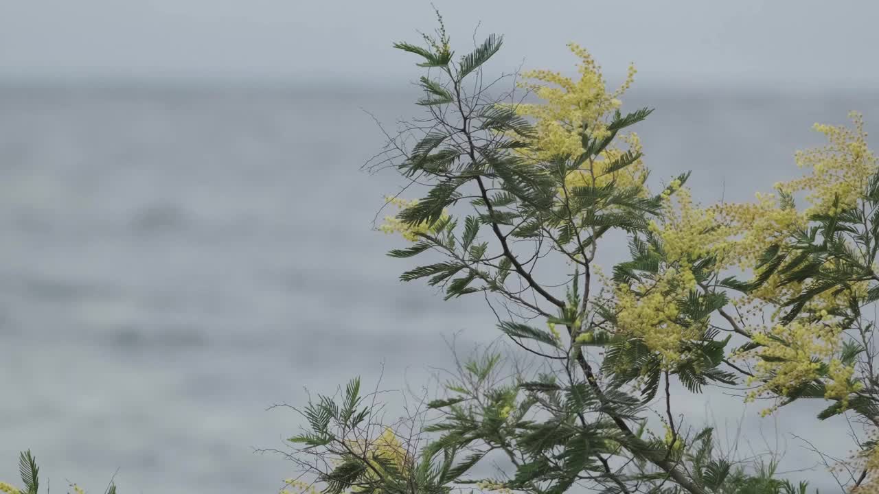 绿叶黄花随风摇曳的树枝，以湖为背景。视频下载