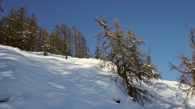 免费滑雪和在粉末雪上跳跃视频素材