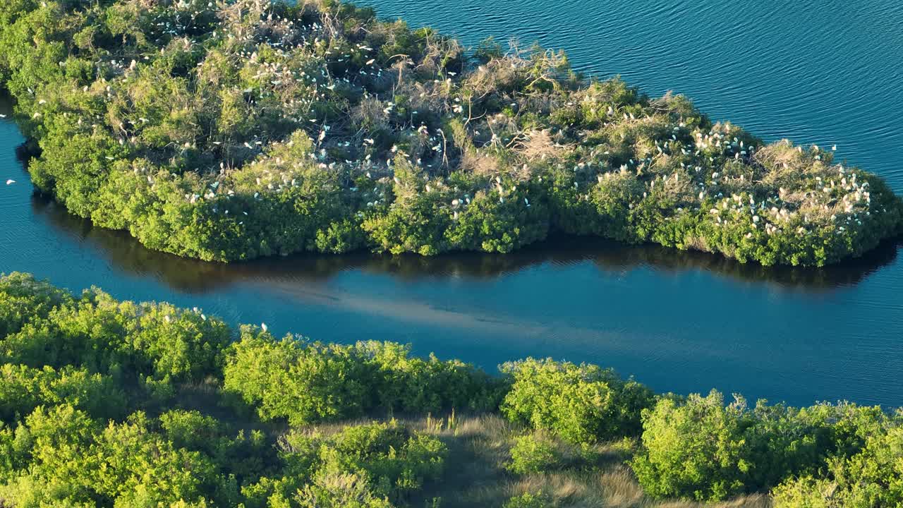 鸟瞰自然栖息地的野生动物。南佛罗里达湿地有许多白鹭和苍鹭野生鸟类在海湾水域之间的绿色灌木上视频素材