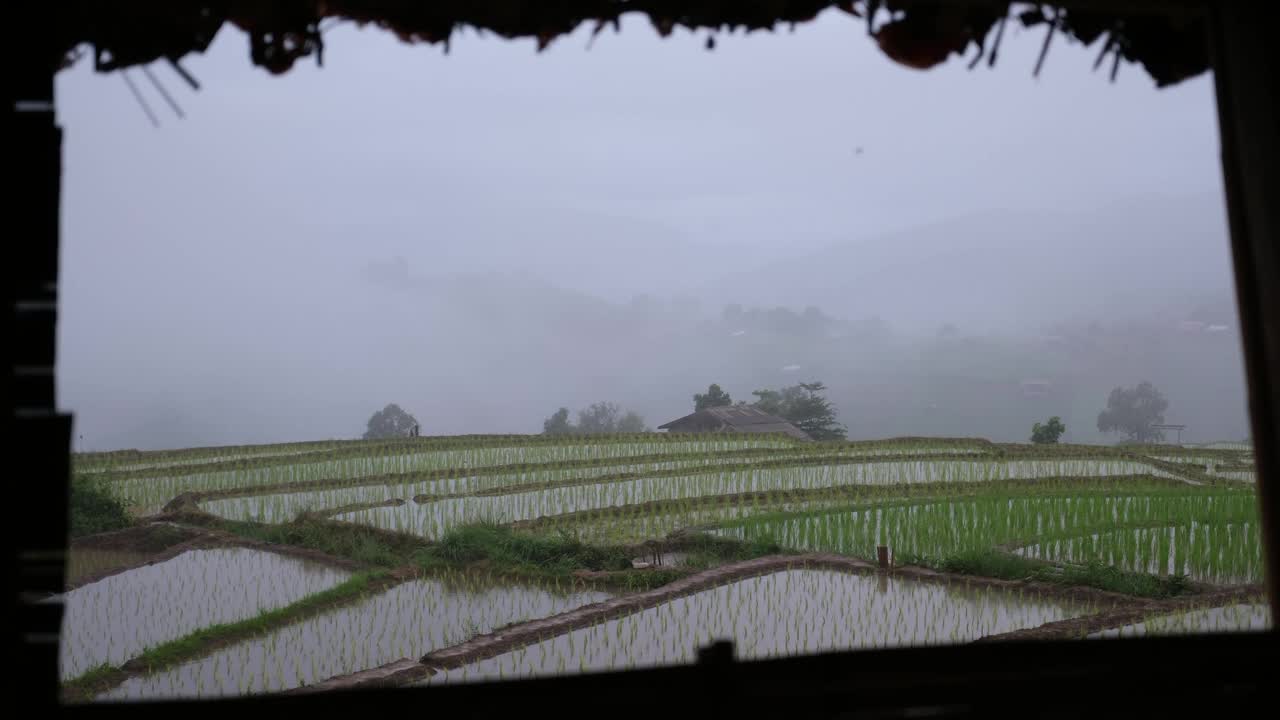 雨落在草木茅屋外的绿油油的稻田和山上视频素材