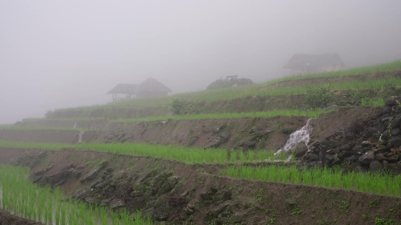 雾天里的绿色梯田和木屋视频素材