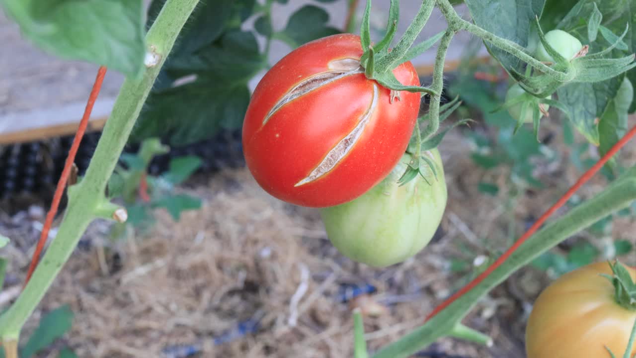 在自制的菜园里种着西红柿和水果，务农的景象视频素材