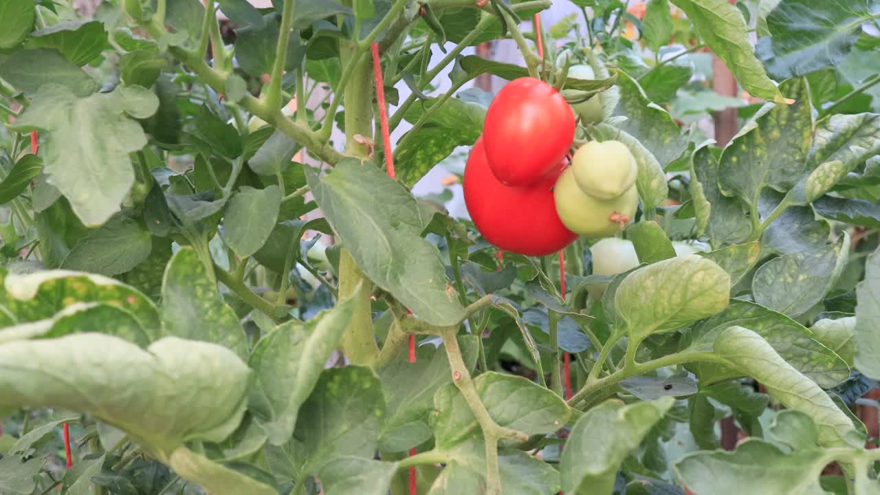 在自制的菜园里种着西红柿和水果，务农的景象视频素材