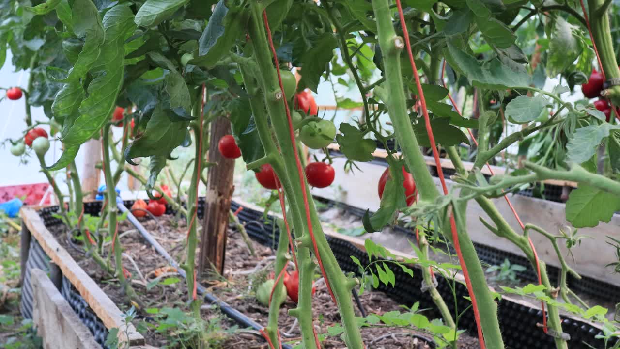 在自制的菜园里种着西红柿和水果，务农的景象视频素材