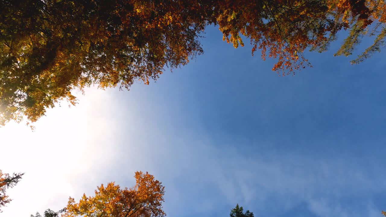 轻轻地移动穿过秋天的森林风景视频素材