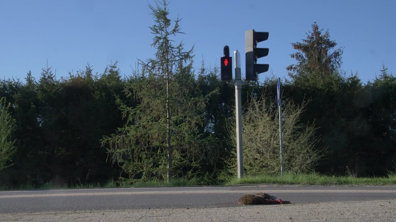 死刺猬躺在柏油路上被汽车撞死视频素材