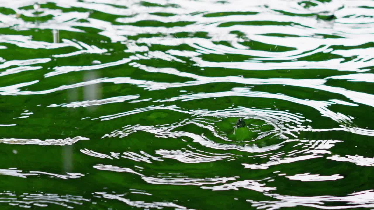 一个小水滴在生机勃勃的绿色背景上视频素材