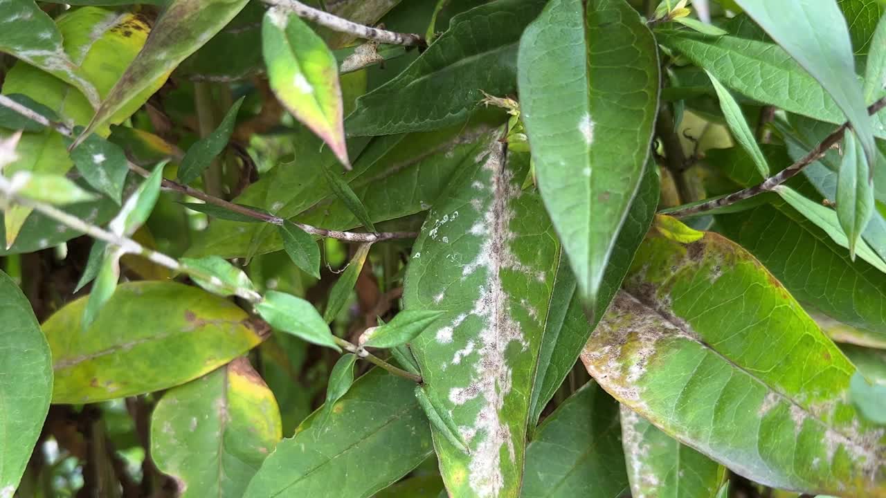 花园夹竹桃的白粉病视频素材