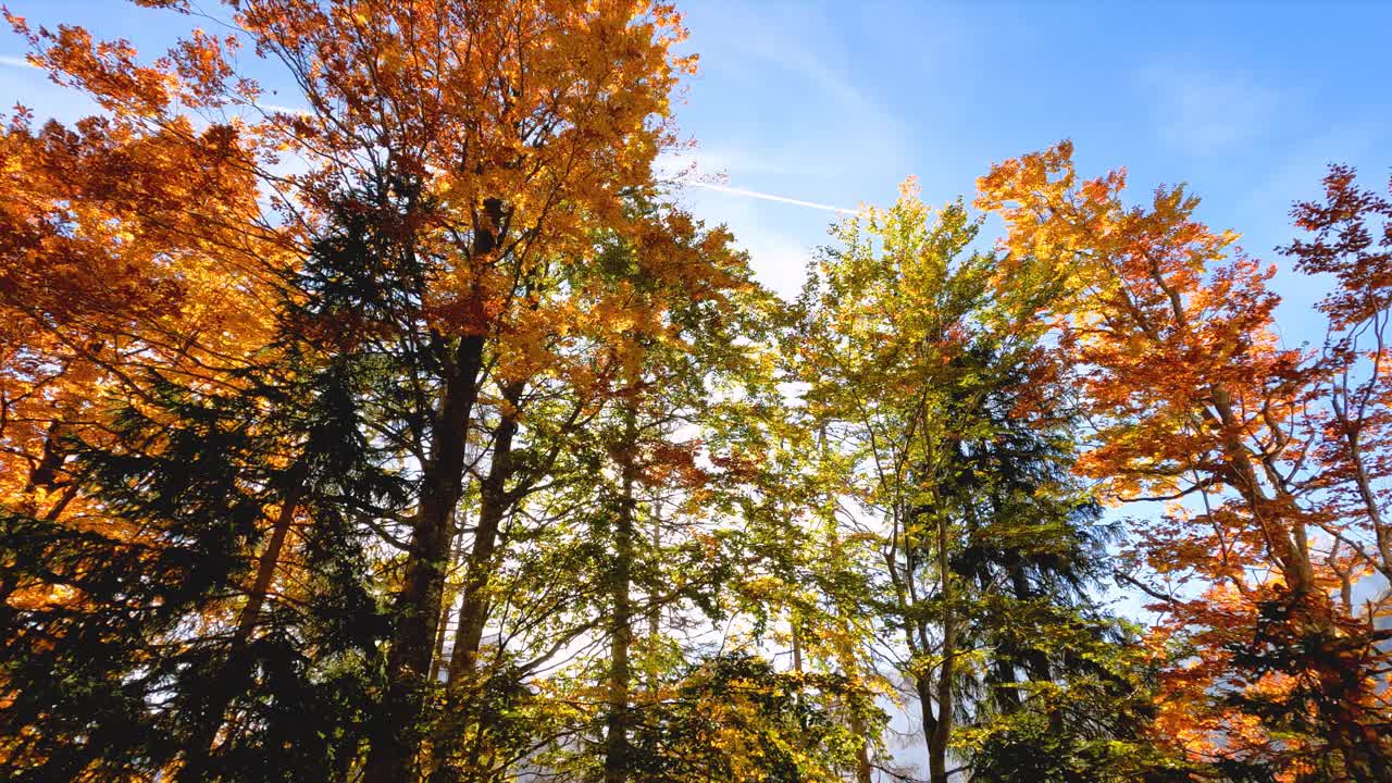 轻轻地移动穿过秋天的森林风景视频素材