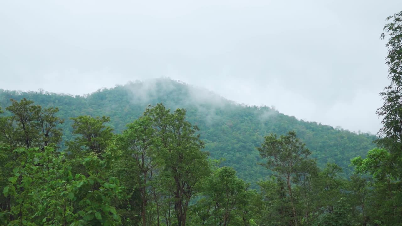 在印度古吉拉特邦的萨亚德里山脉的萨普塔拉，郁郁葱葱的绿色森林后面的云。印度季风季节，西部高止山脉山上的绿树。自然背景。视频素材