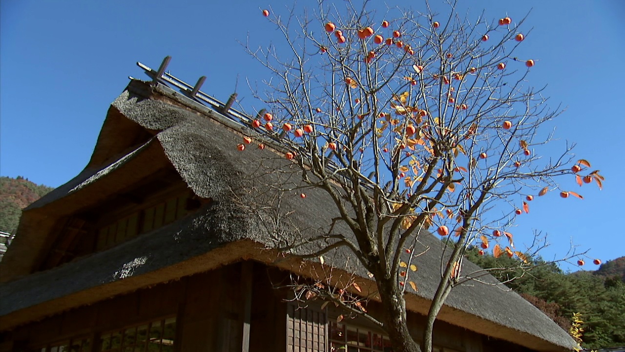 日本的茅草屋视频素材