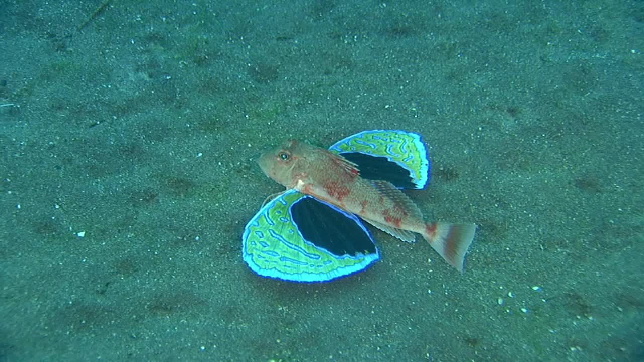 在水下游泳的海知更鸟视频素材