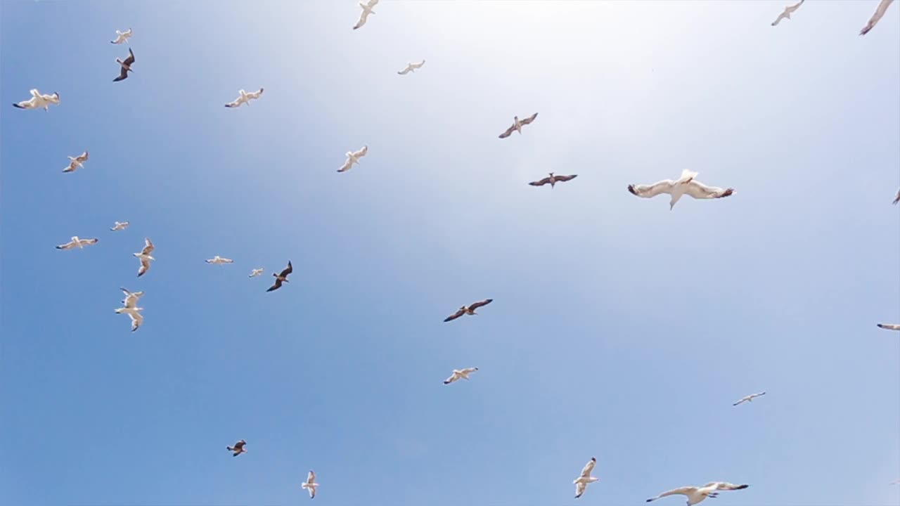 海鸥在蓝天上飞翔视频下载