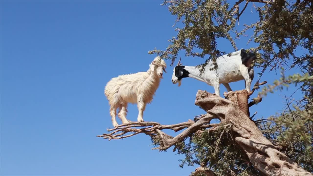 树上的山羊视频下载