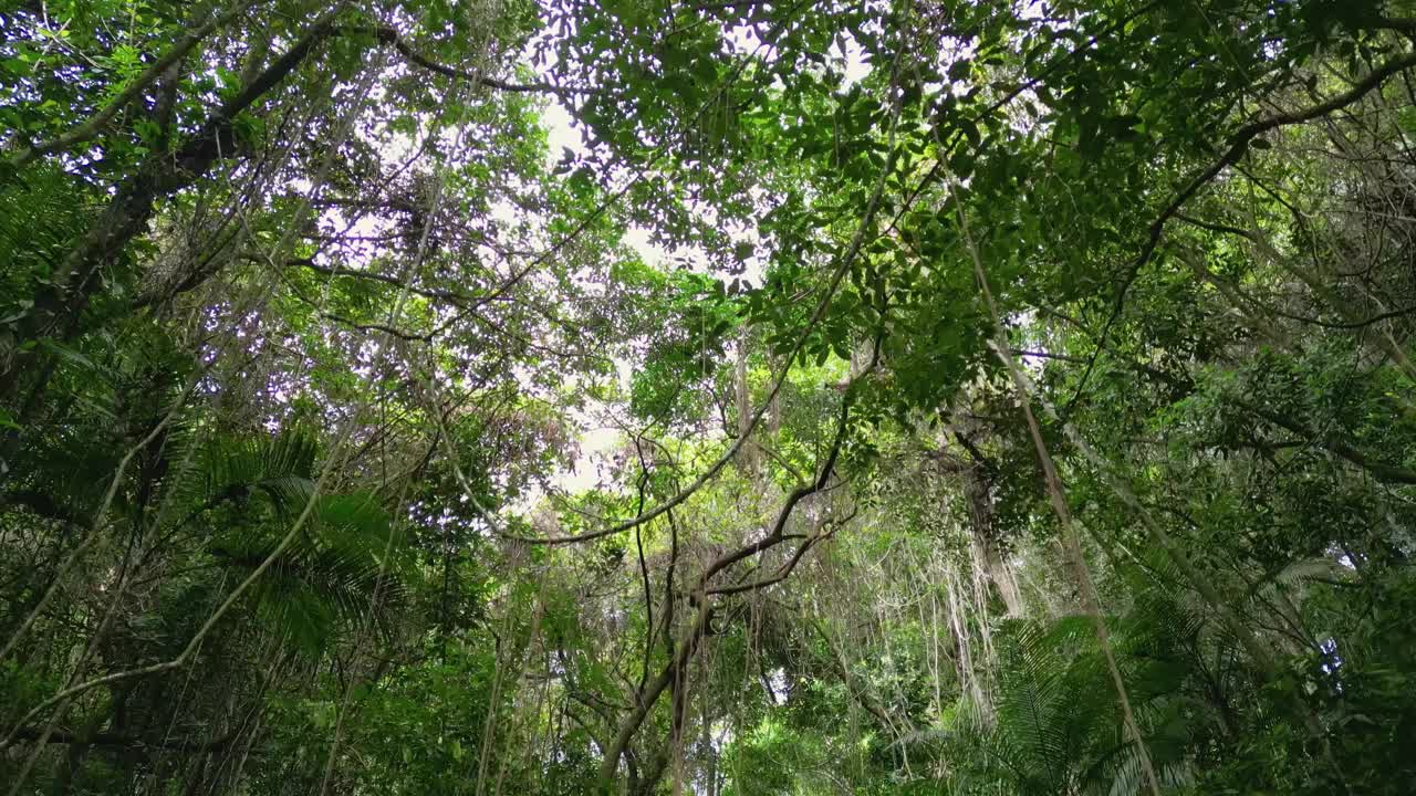 穿过热带森林，看到岩石和瀑布视频素材