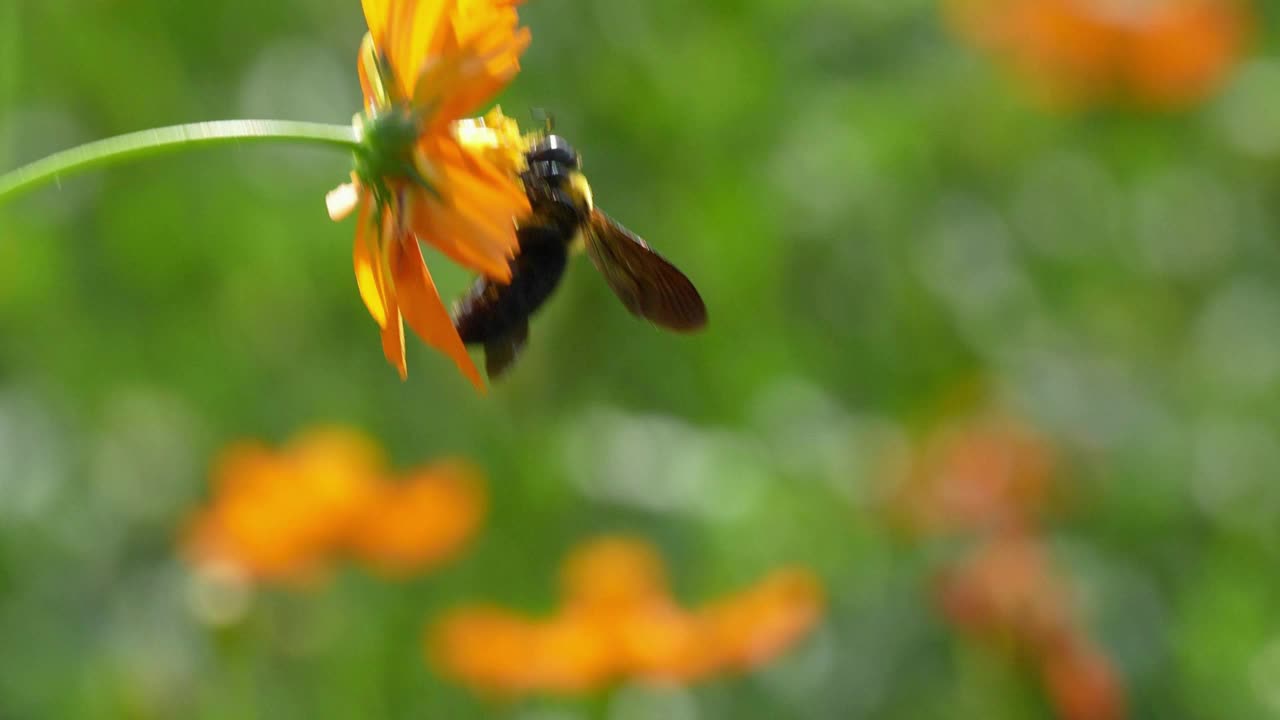 一只木蜂在花园里采集花蜜视频素材