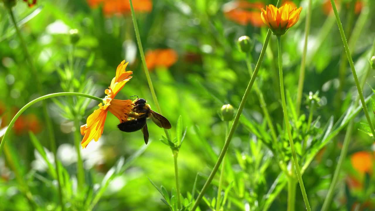 一只木蜂在花园里采集花蜜视频素材