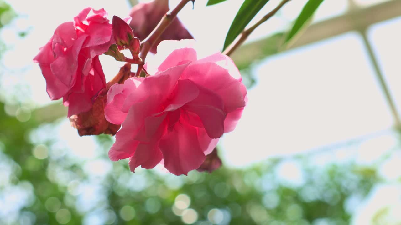 亮粉色的夹竹桃花在夏天的花园里视频素材