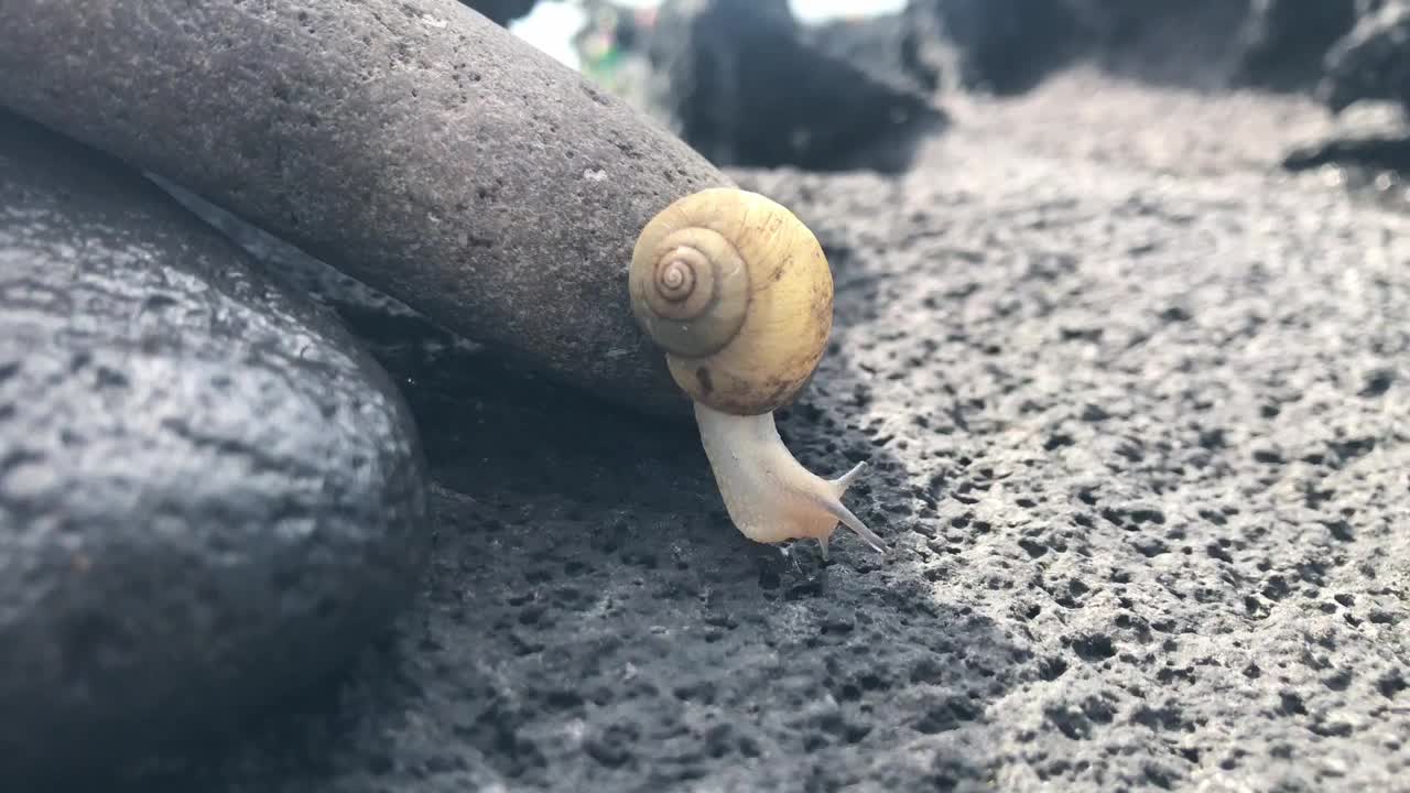 一只小蜗牛在海边的玄武岩上缓慢地移动视频下载