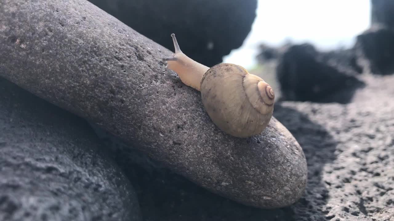 一只小蜗牛在海边的玄武岩上缓慢地移动视频素材