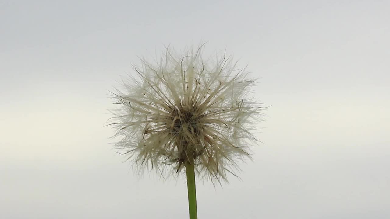 蒲公英的花孢子在风中摇曳视频下载