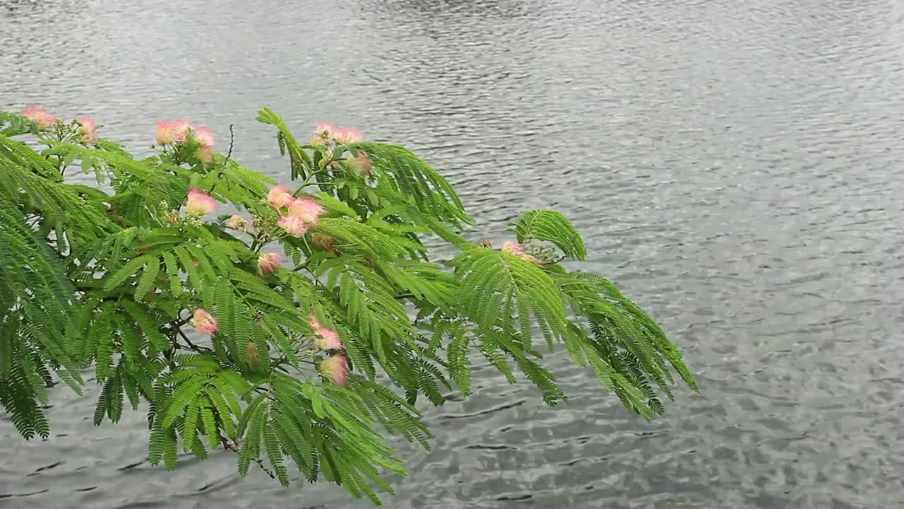 月大川河畔盛开着美丽的绢花视频素材