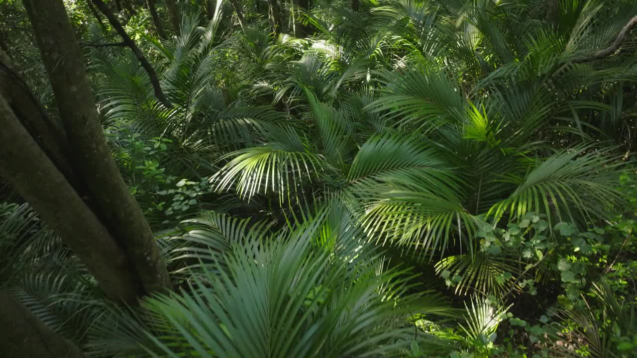 原始森林视频素材