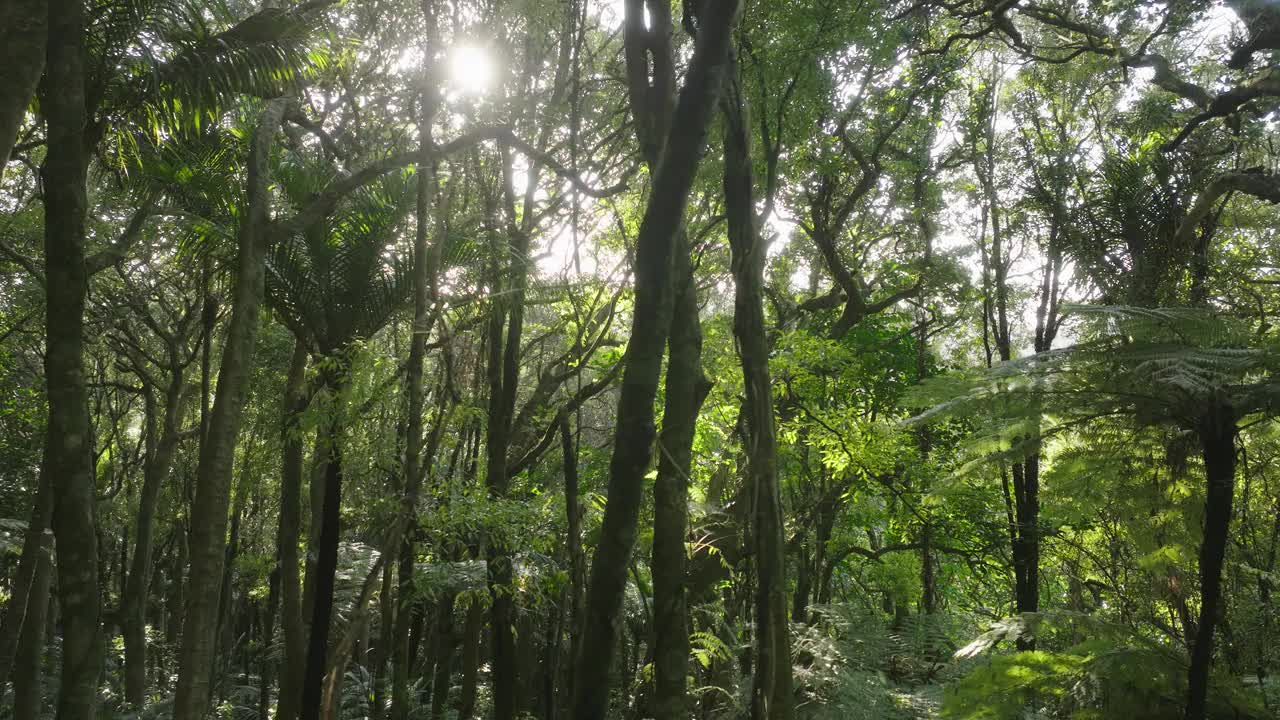 原始森林视频素材