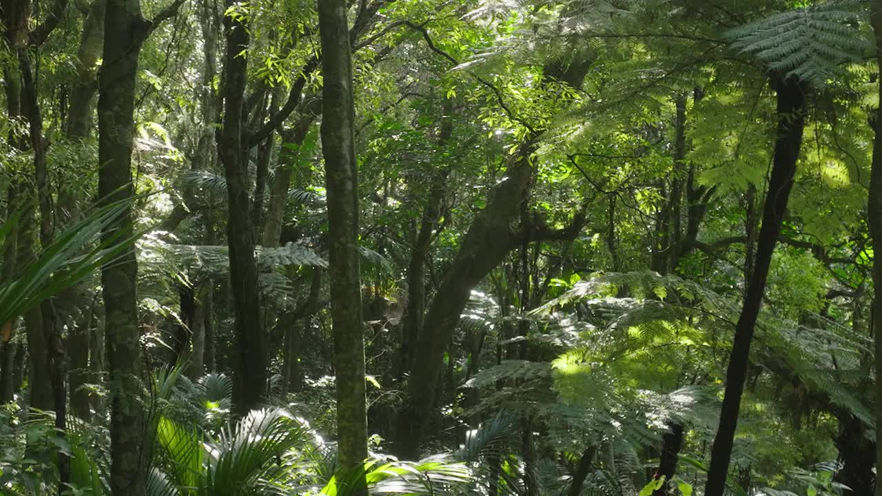 原始森林视频下载