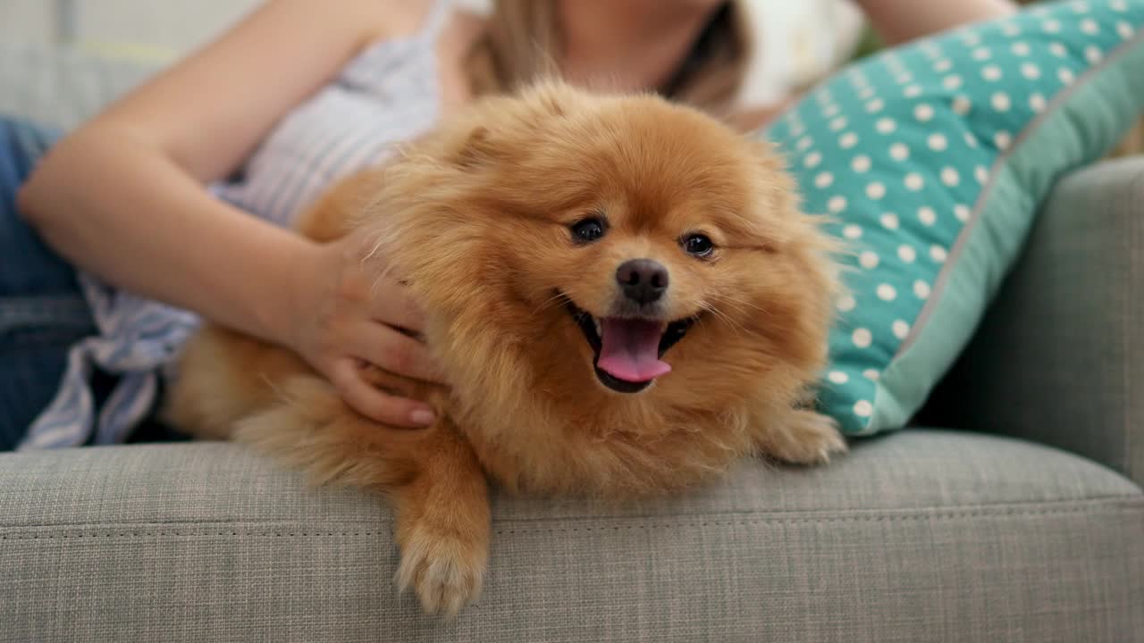 年轻女子在家里抱着她的狗视频素材