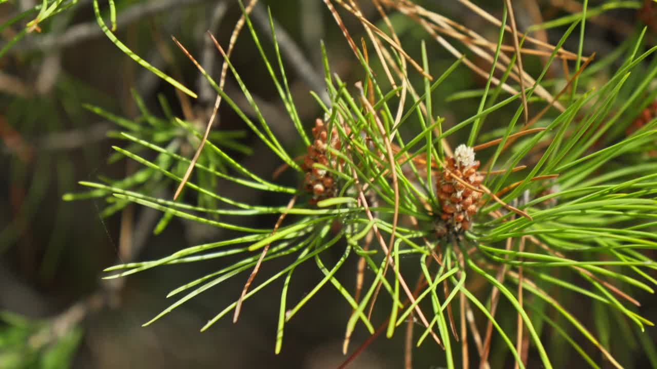 有大针叶和球果的枝视频素材