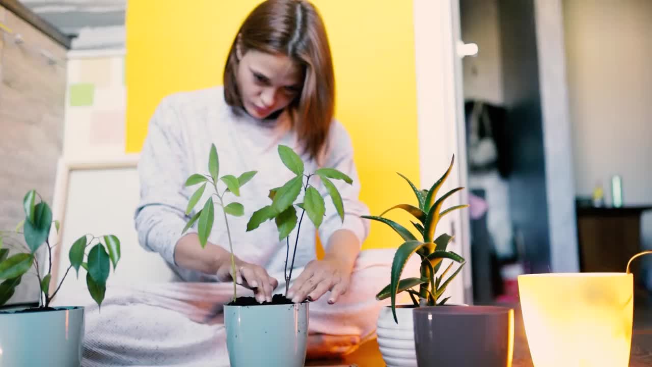 年轻女子种花，把花种在家里的花盆里。花移植。视频素材