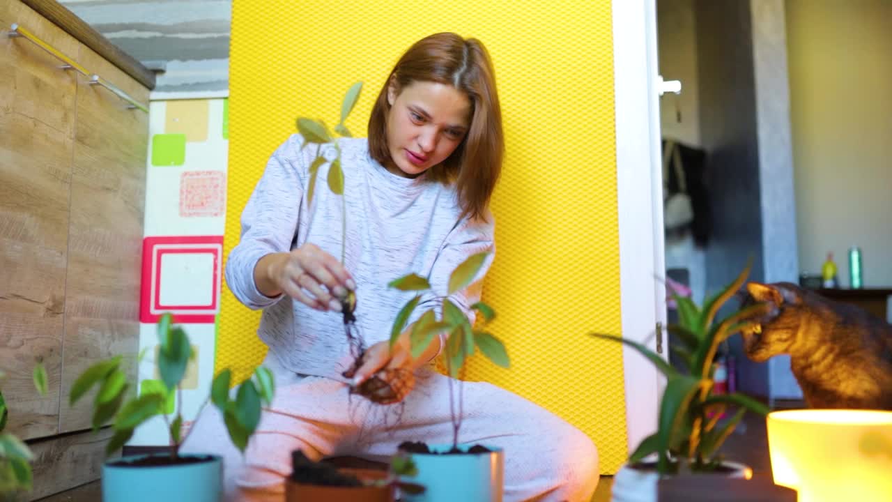 年轻女子种花，把花种在家里的花盆里。花移植。视频素材