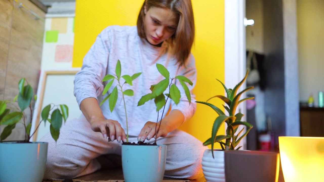 年轻女子种花，把花种在家里的花盆里。花移植。视频素材