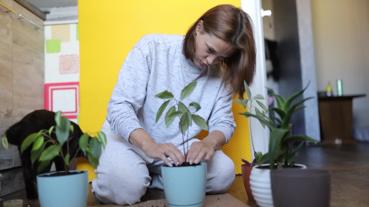 年轻女子种花，把花种在家里的花盆里。花移植。视频素材