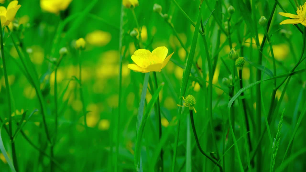 黄色的毛茛花在田野里随风摇曳视频素材